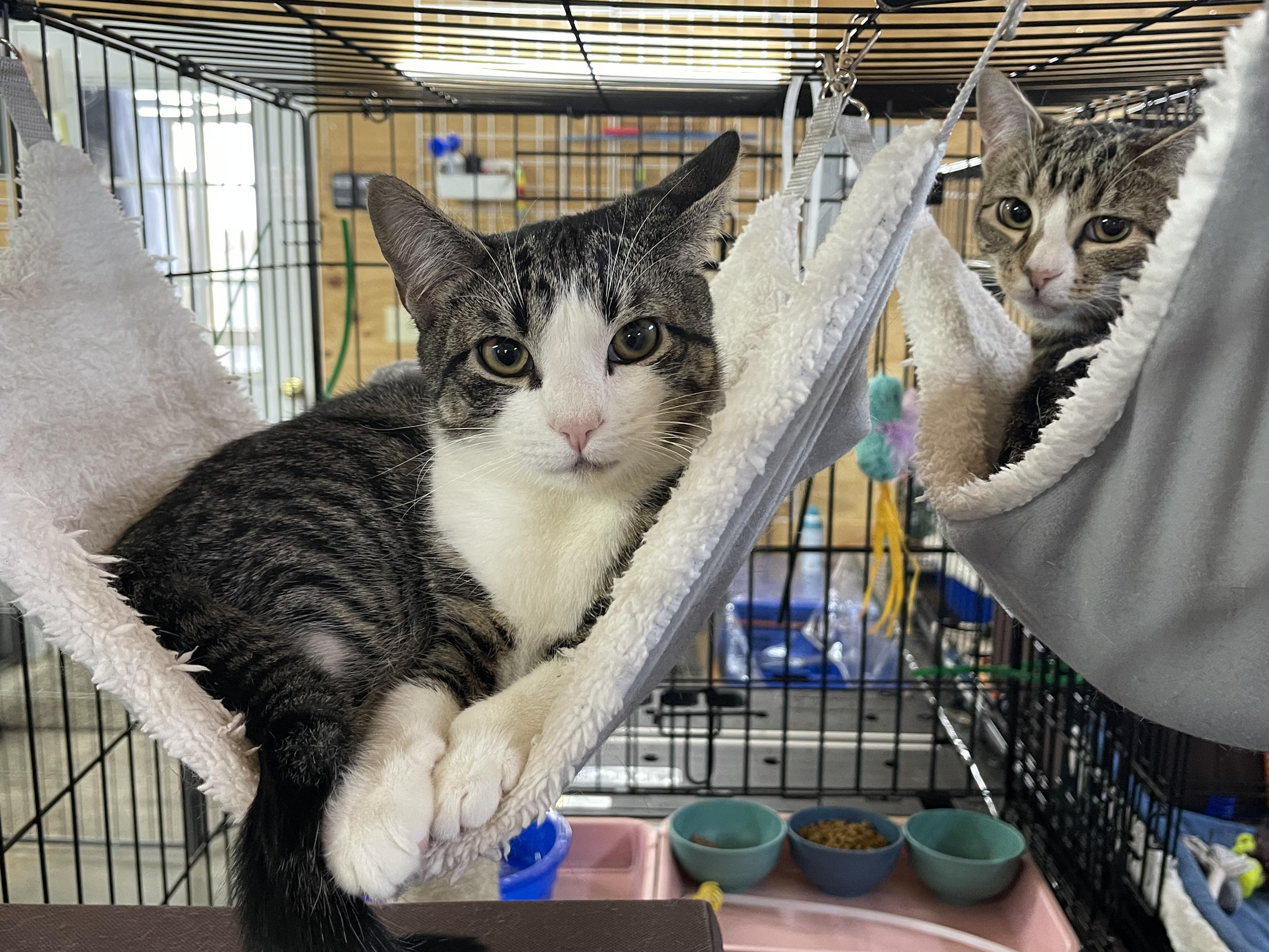 Grayson & Mikey (Bonded Kittens), ADOPTABLE, Kitten Male American Shorthair.