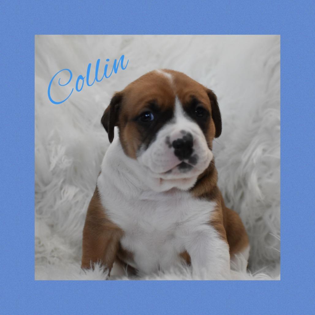 Collin, a Adoptable mixed breed in Phoenix, AZ image 1/4