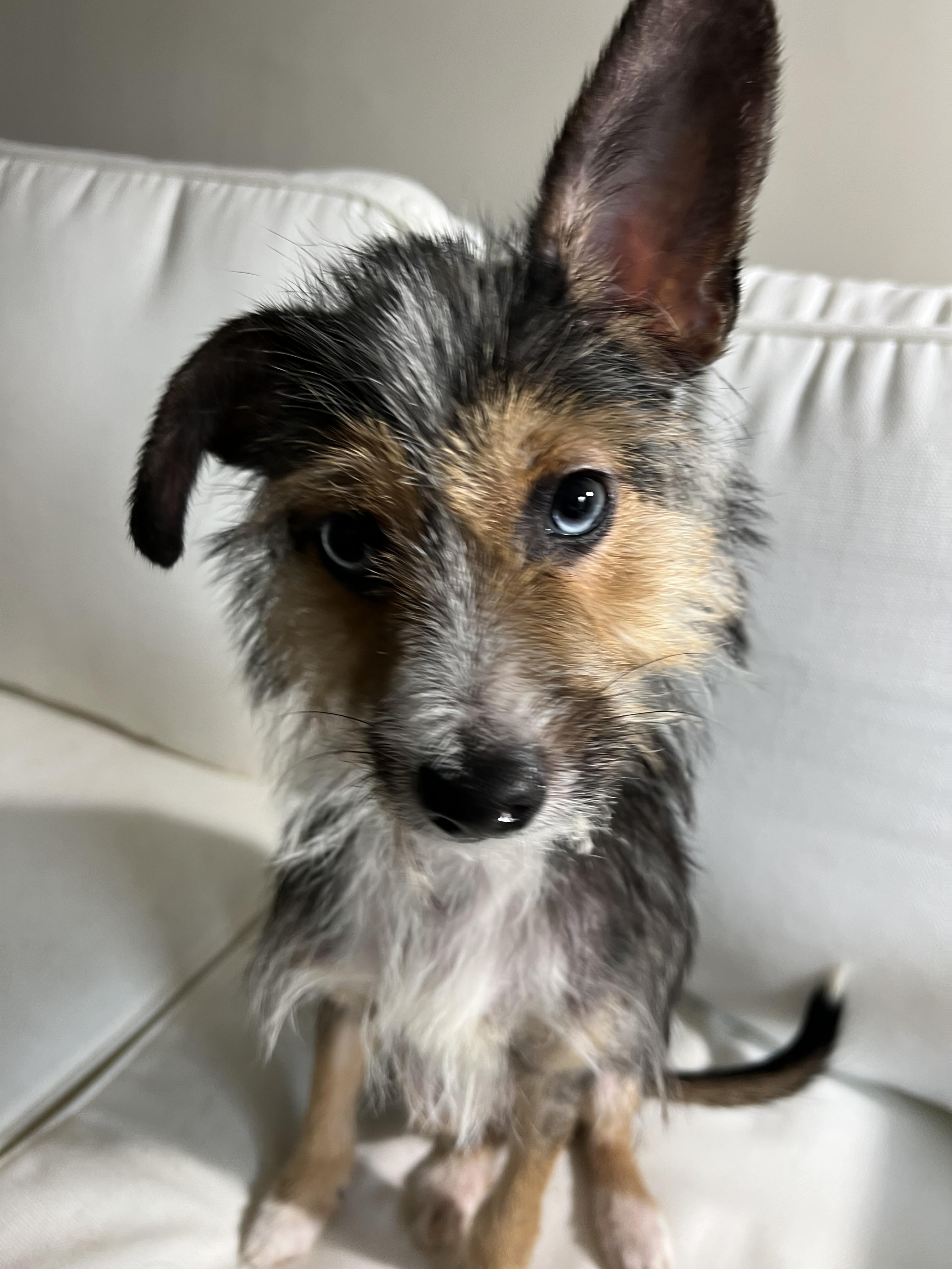 Archie, Adoptable, Young Male Cairn Terrier.