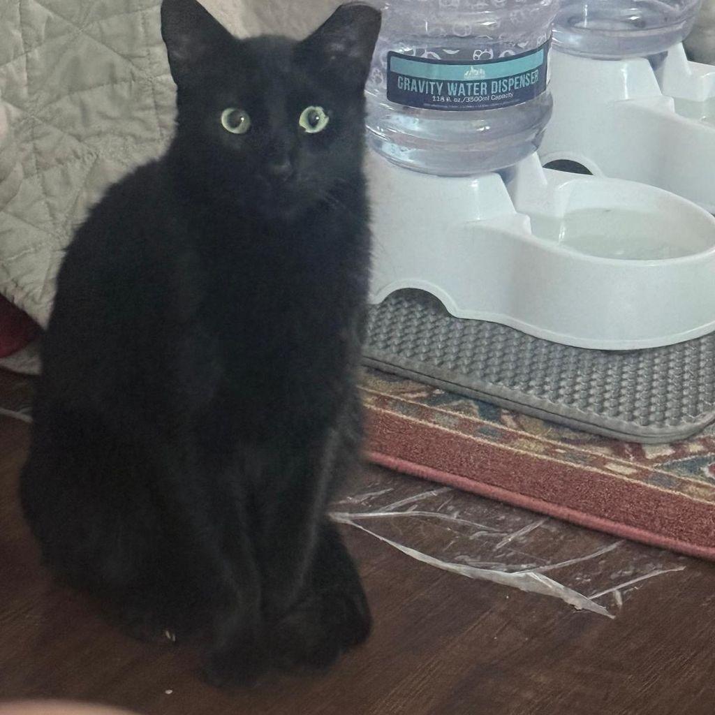 Enlarge Darrow, a Adoptable Domestic Short Hair in Boston, MA image 1/1