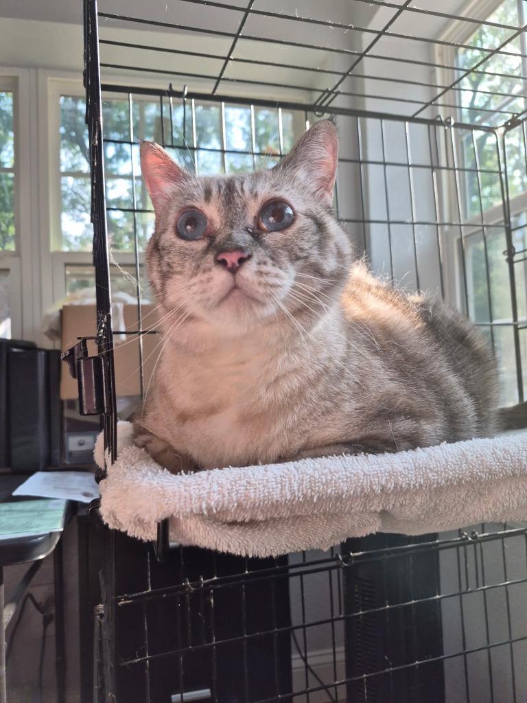 Itty Bitty, Adoptable, Adult Female Domestic Short Hair.