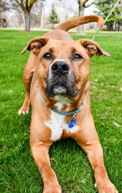 Enlarge Rocky, a Adoptable mixed breed in Yakima, WA image 1/3