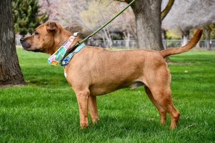 Enlarge Rocky, a Adoptable mixed breed in Yakima, WA image 2/3