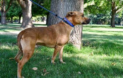 Rocky, Adoptable, Adult Male Labrador Retriever & American Bulldog.