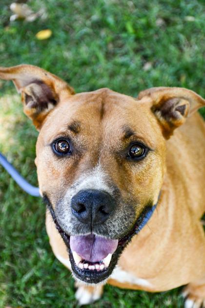 Enlarge Rocky, a Adoptable mixed breed in Yakima, WA image 1/3