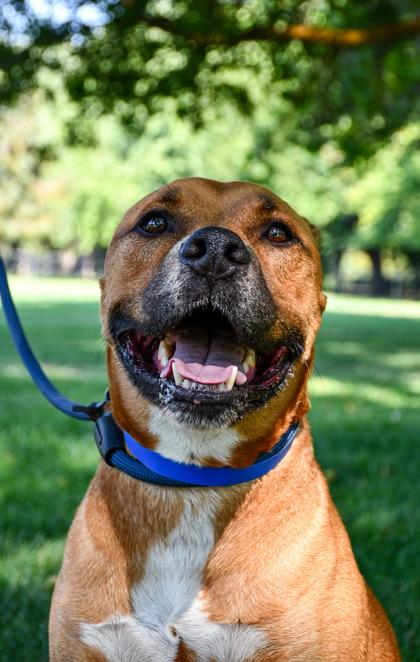 Rocky, Adoptable, Adult Male Labrador Retriever & American Bulldog.