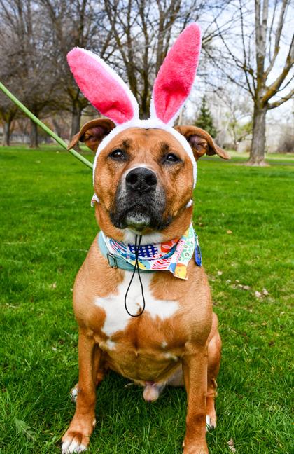 Enlarge Rocky, a Adoptable mixed breed in Yakima, WA image 3/3