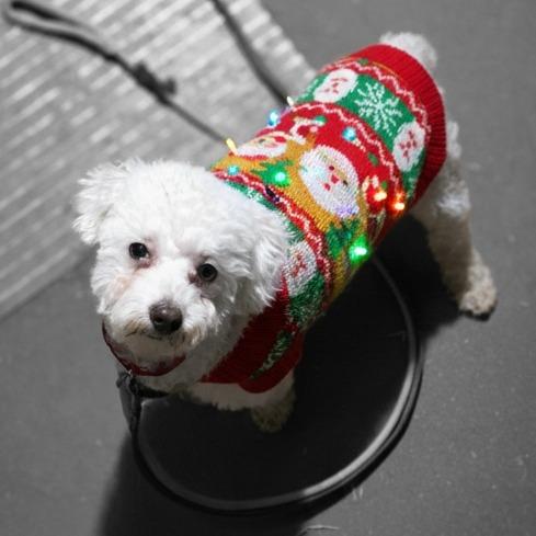 Teddy, Adoptable, Adult Male Poodle.
