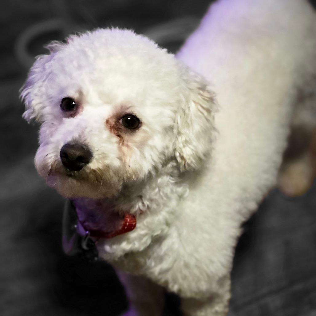 Enlarge Teddy, a Adoptable Poodle in Goltry, OK image 2/4
