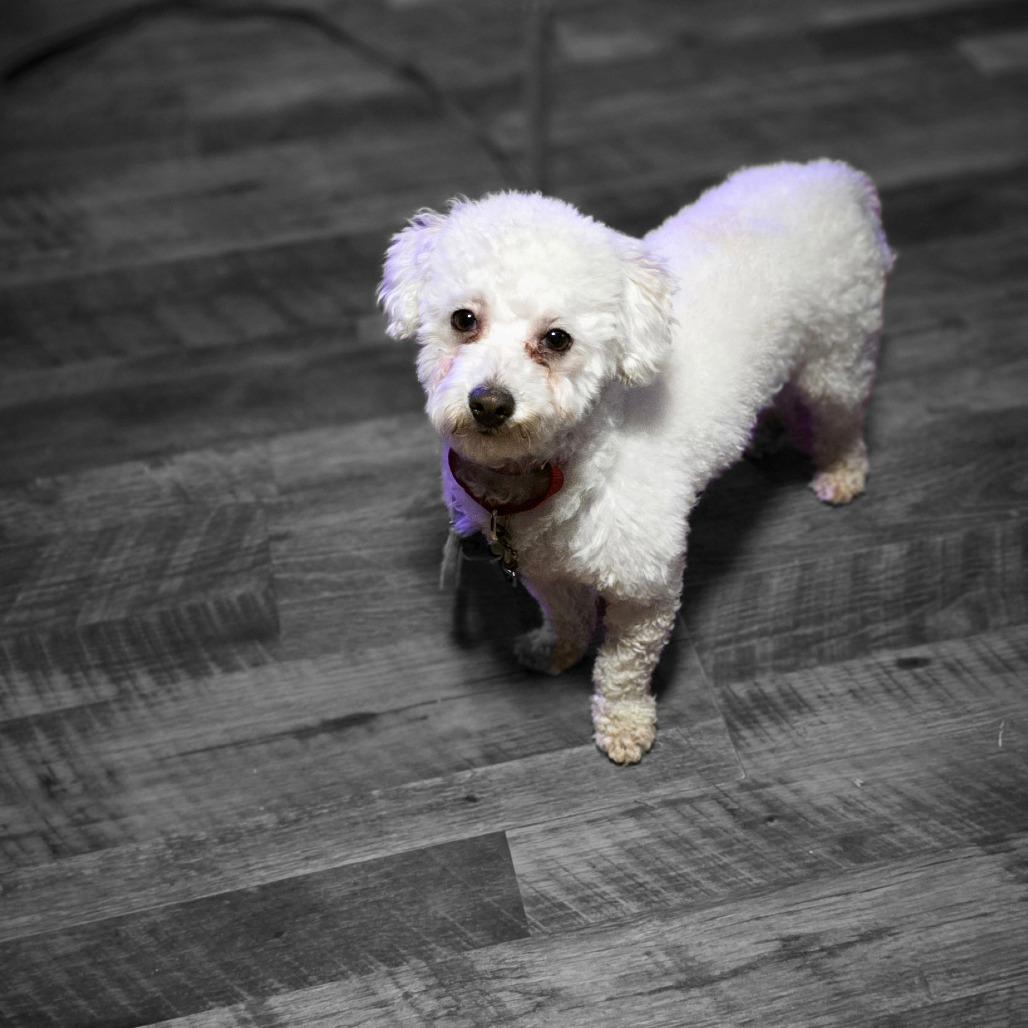 Enlarge Teddy, a Adoptable Poodle in Goltry, OK image 3/4