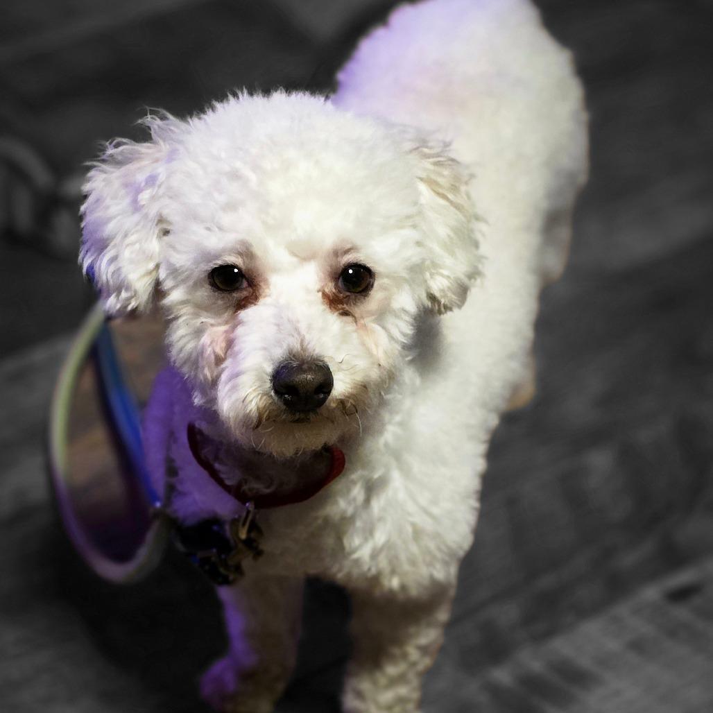 Enlarge Teddy, a Adoptable Poodle in Goltry, OK image 4/4