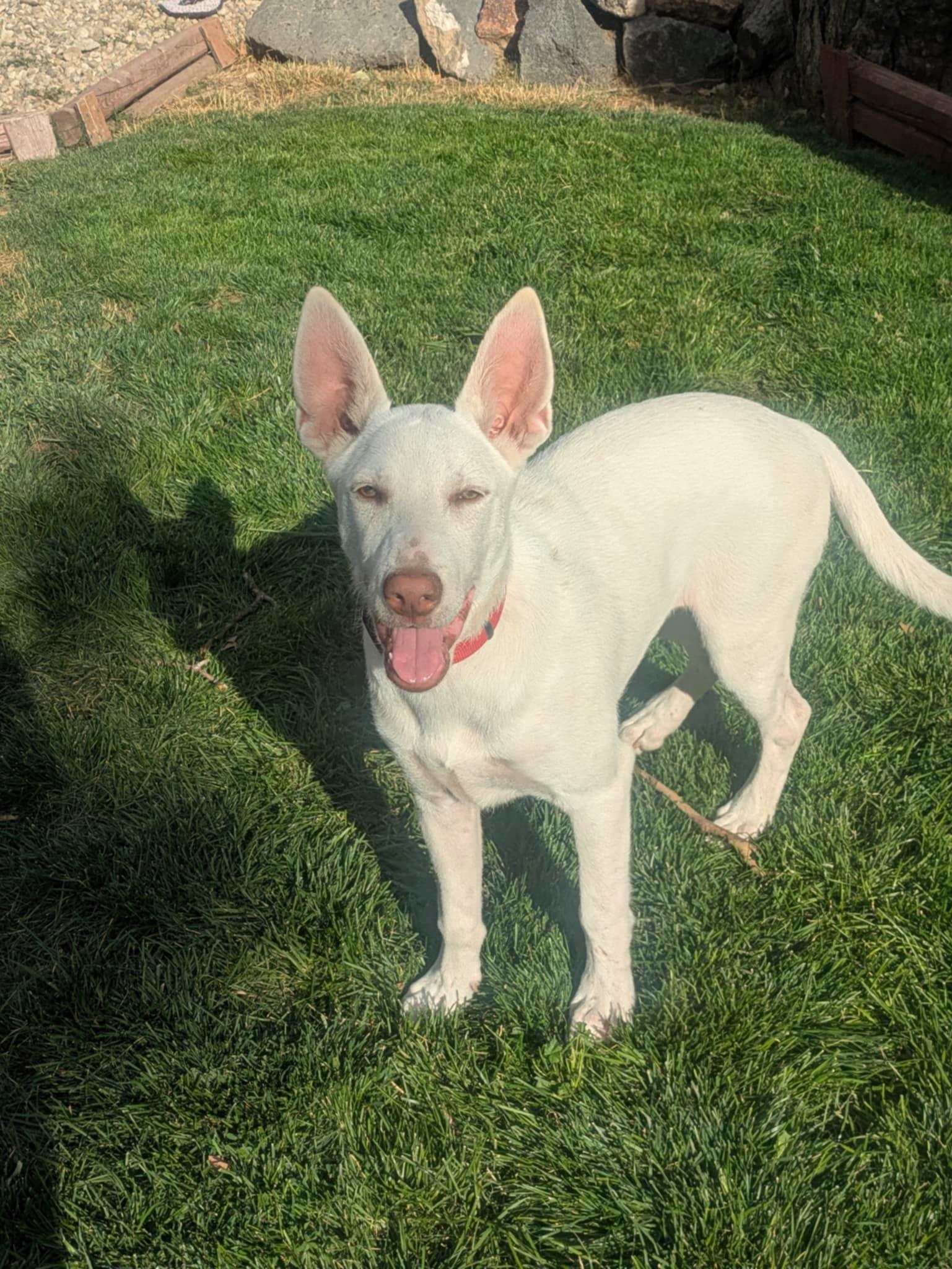 Buck, adopted, Young Male White German Shepherd.