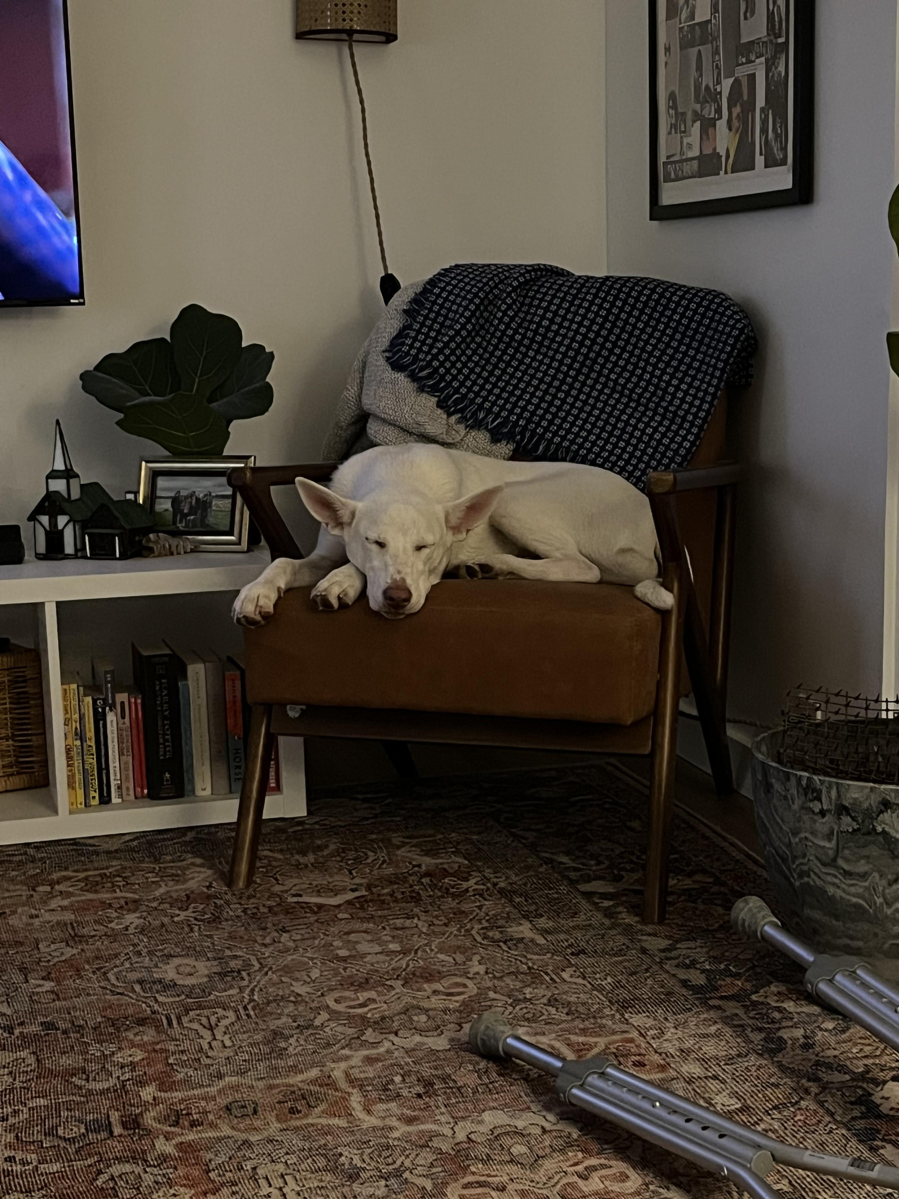 Enlarge Buck, an adopted White German Shepherd in Boise, ID image 4/5