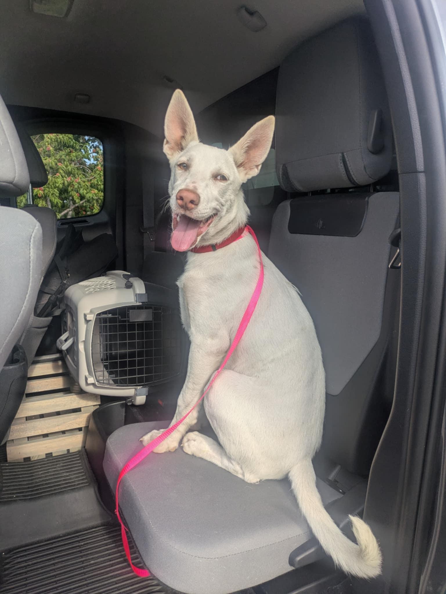 Enlarge Buck, an adopted White German Shepherd in Boise, ID image 2/5