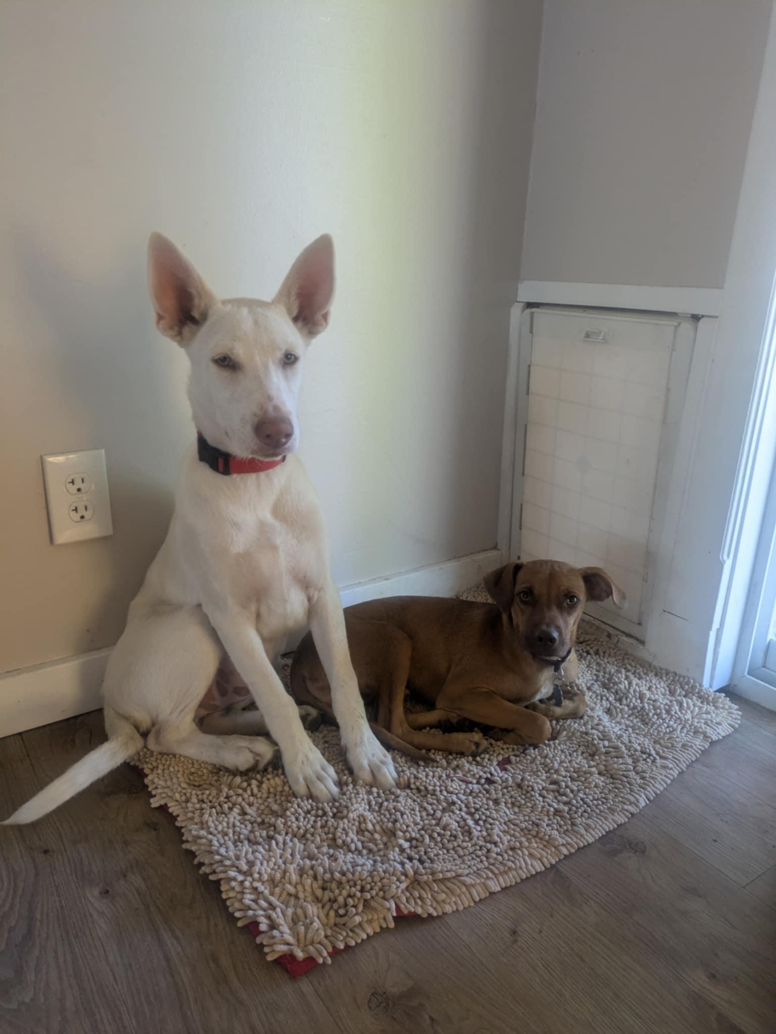 Enlarge Buck, an adopted White German Shepherd in Boise, ID image 3/5