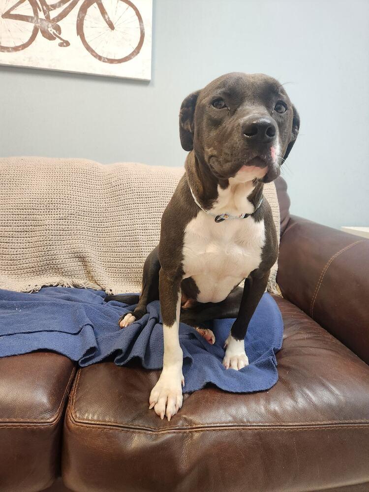 REBA, Adoptable, Adult Female Pit Bull Terrier & Mixed Breed.