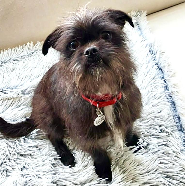 Enlarge Sprout, an adopted mixed breed in Mead, CO image 1/2