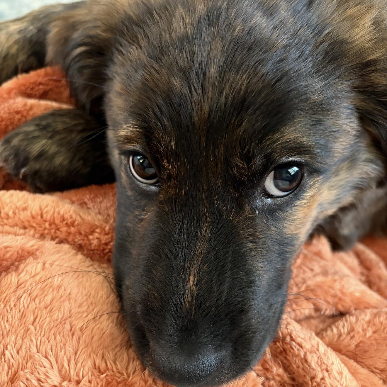 Enlarge SHAYLA, an adopted mixed breed in Stuart, VA image 2/6