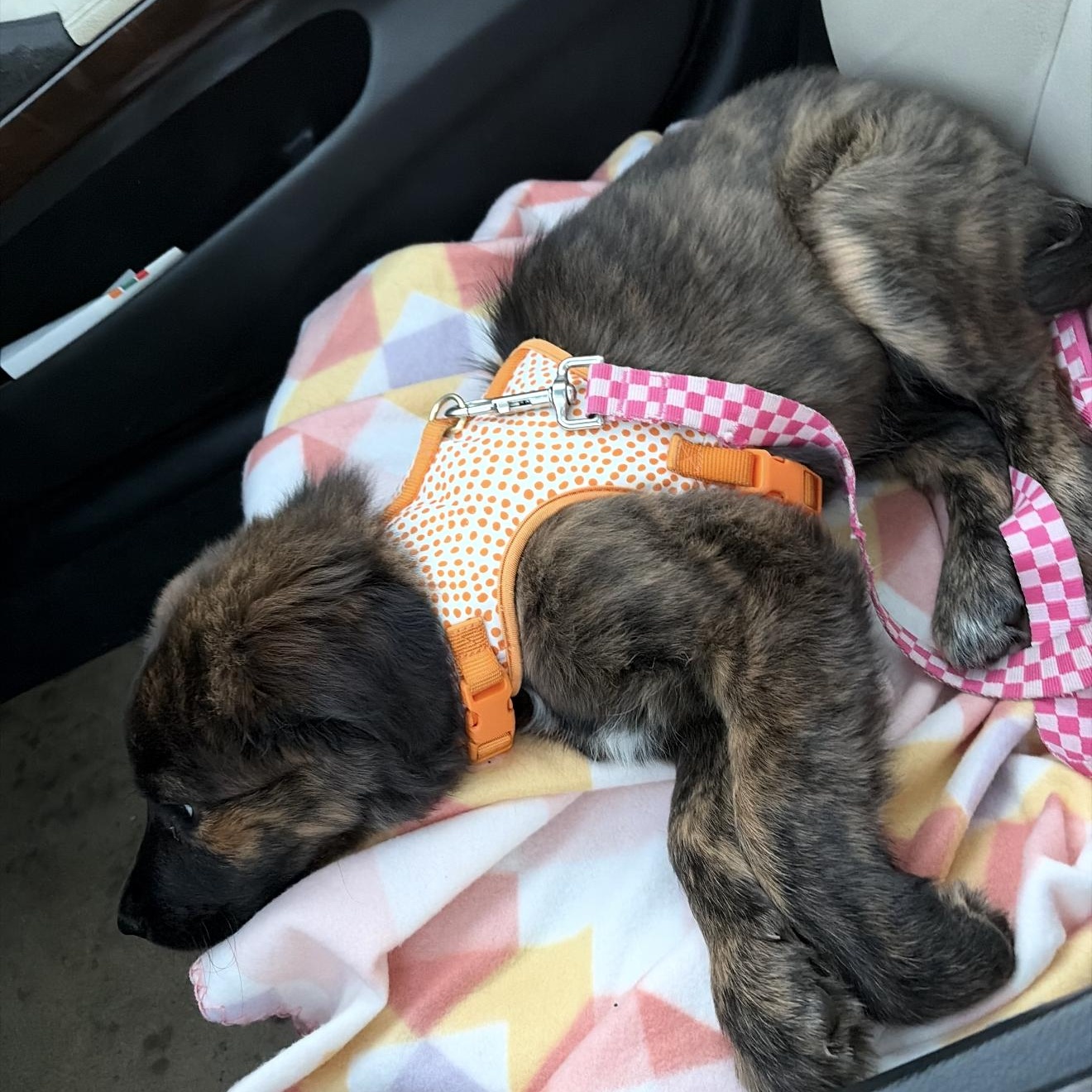 Enlarge SHAYLA, an adopted mixed breed in Stuart, VA image 5/6