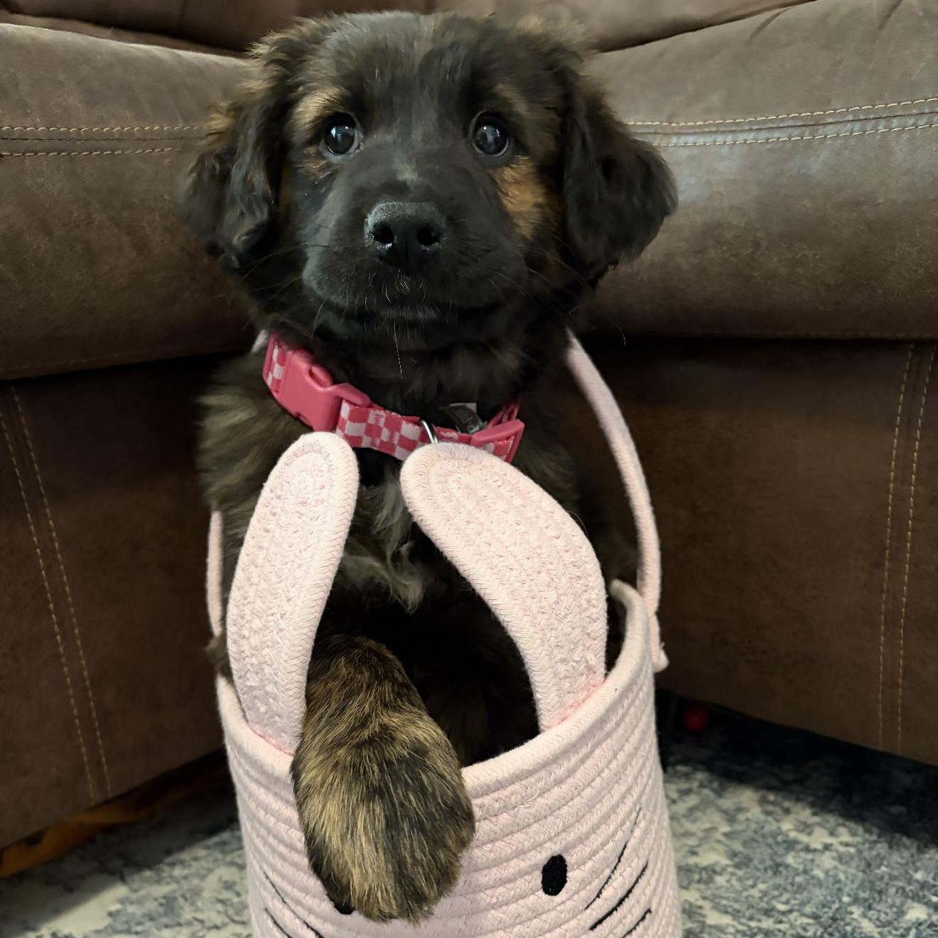 Enlarge SHAYLA, an adopted mixed breed in Stuart, VA image 1/6