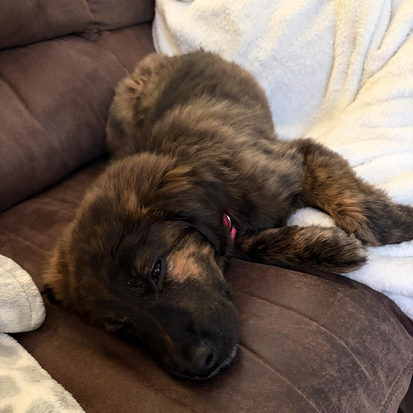 Enlarge SHAYLA, an adopted mixed breed in Stuart, VA image 3/6