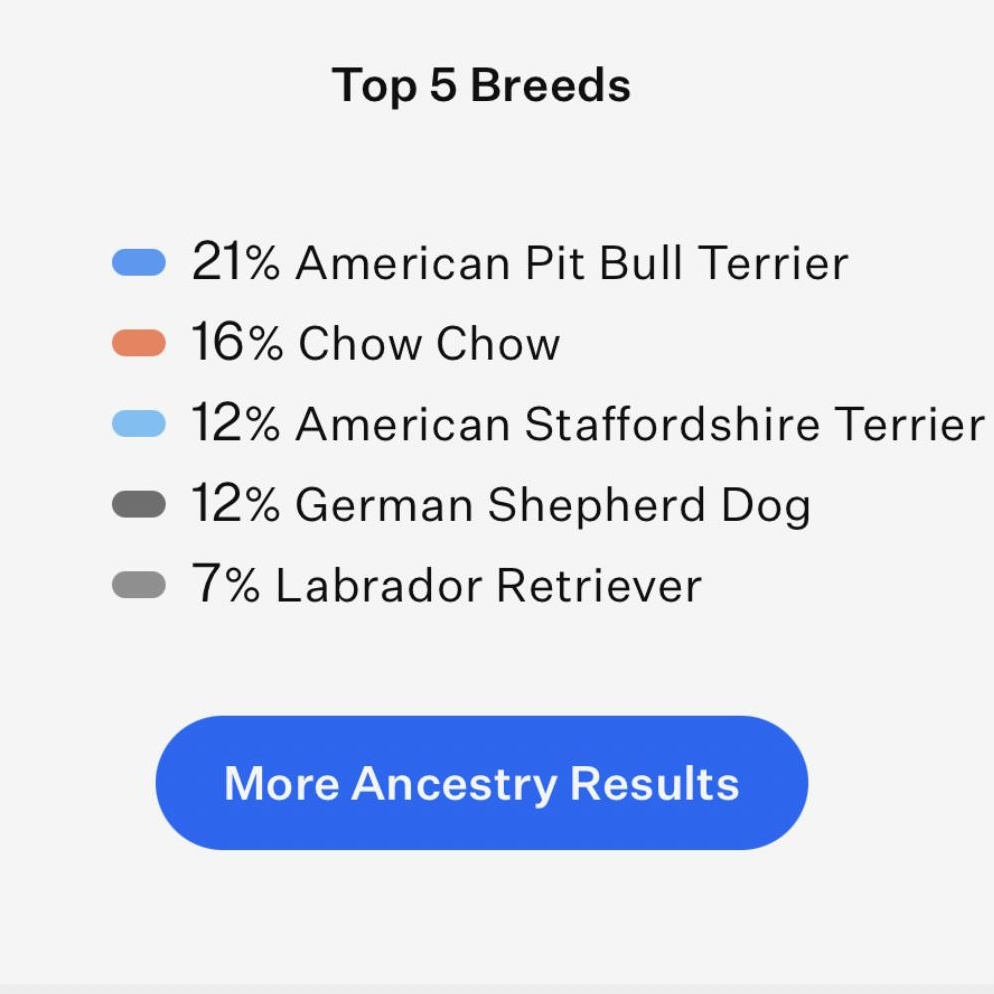 Enlarge SHAYLA, an adopted mixed breed in Stuart, VA image 6/6