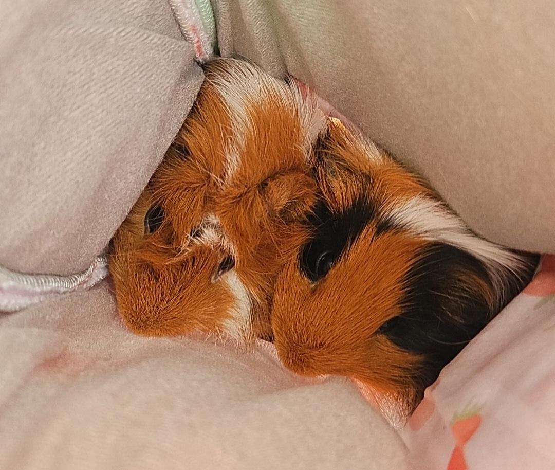 Shawn and Gus, a Adoptable Guinea Pig in Canton, MA image 1/4