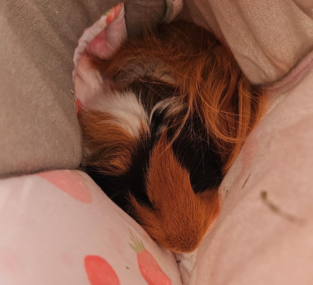 Shawn and Gus, a Adoptable Guinea Pig in Canton, MA image 2/4