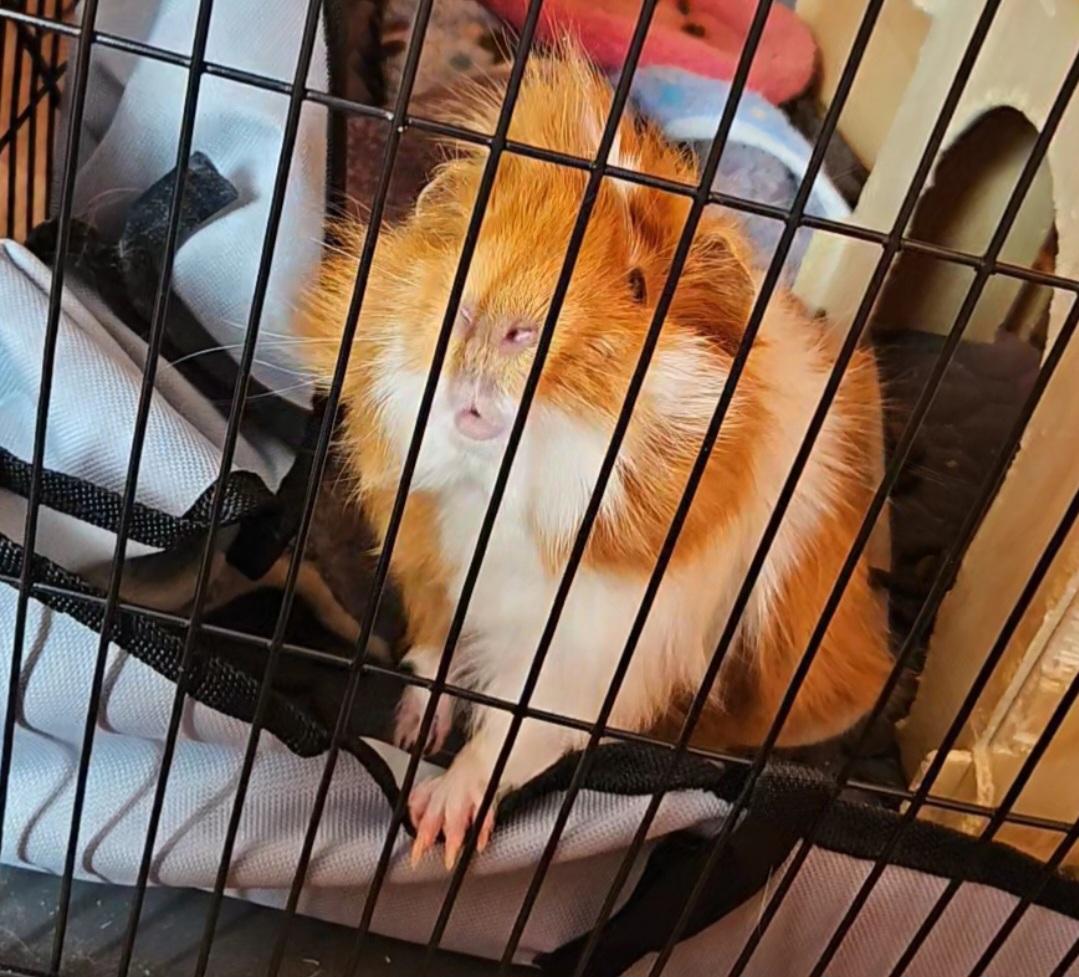 Shawn and Gus, a Adoptable Guinea Pig in Canton, MA image 3/4