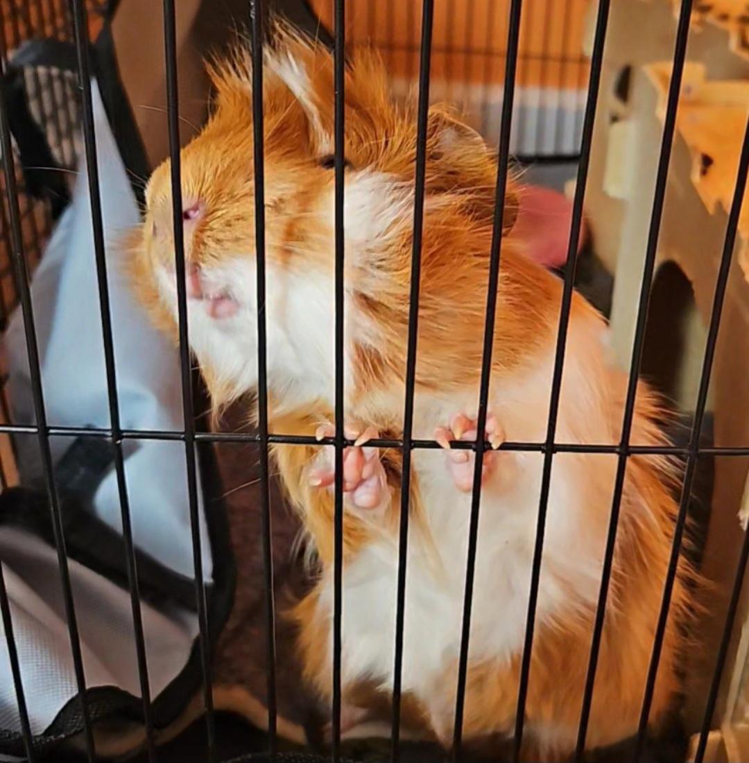 Shawn and Gus, a Adoptable Guinea Pig in Canton, MA image 4/4