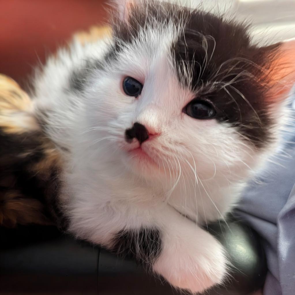Enlarge Script, a Adopted mixed breed in Olathe, KS image 1/1