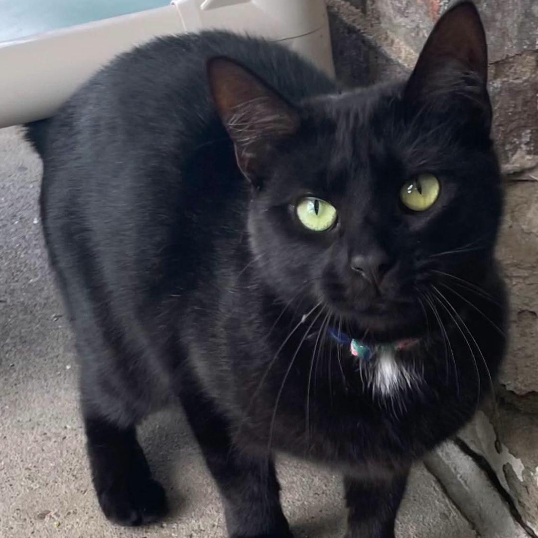 Vanda, a ADOPTABLE Domestic Short Hair in Greensburg, PA image 5/5