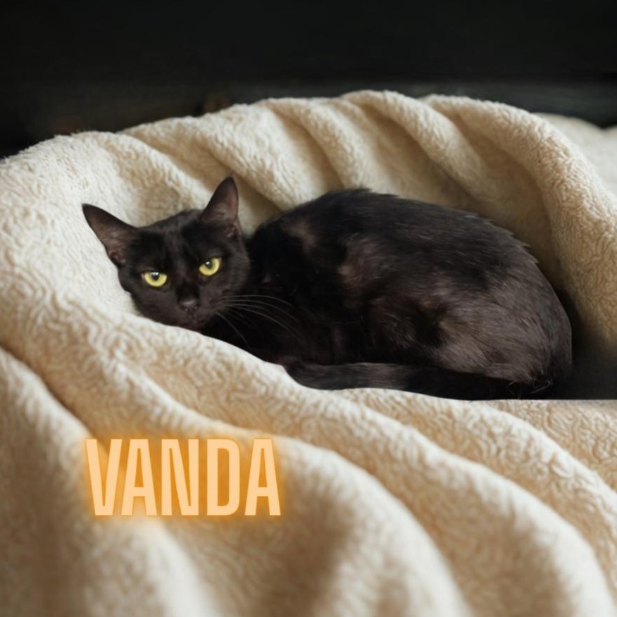 Vanda, ADOPTABLE, Young Male Domestic Short Hair.