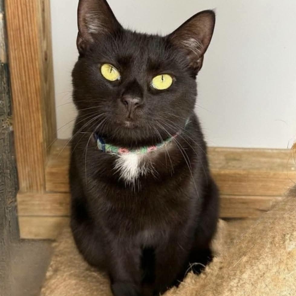 Vanda, a ADOPTABLE Domestic Short Hair in Greensburg, PA image 2/5