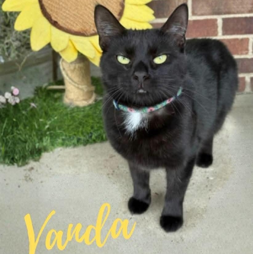 Vanda, ADOPTABLE, Young Male Domestic Short Hair.