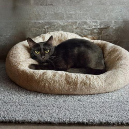 Enlarge Vanda, a ADOPTABLE Domestic Short Hair in Greensburg, PA image 2/2