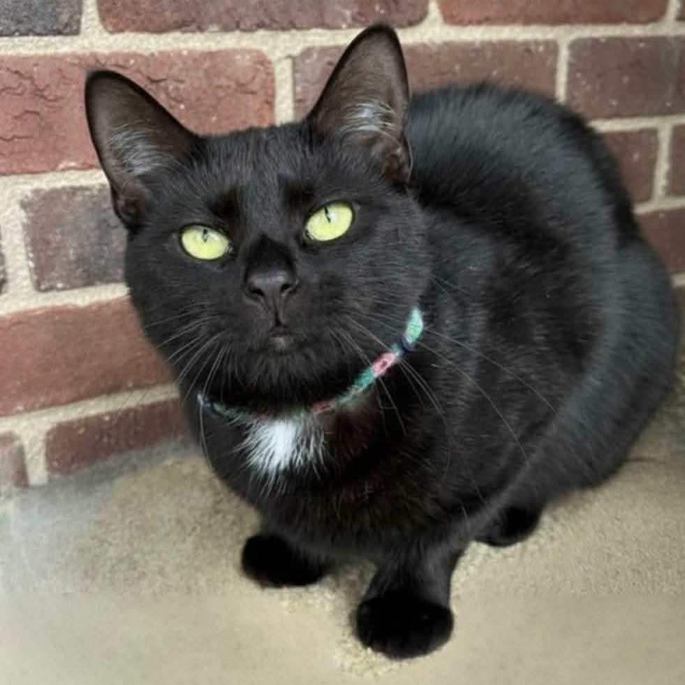 Vanda, a ADOPTABLE Domestic Short Hair in Greensburg, PA image 3/5