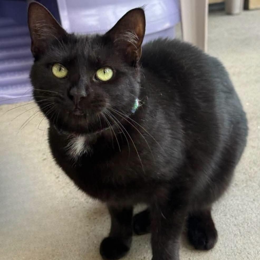Vanda, a ADOPTABLE Domestic Short Hair in Greensburg, PA image 4/5
