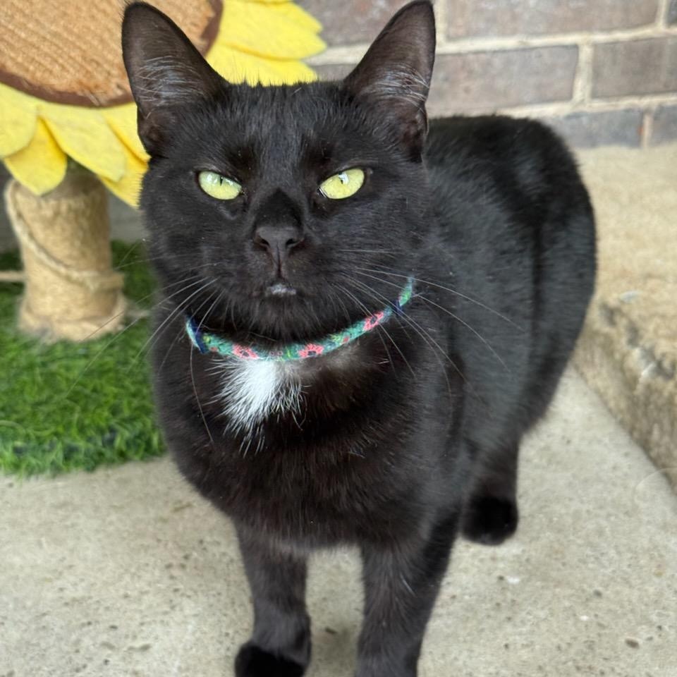Vanda, ADOPTABLE, Young Male Domestic Short Hair.