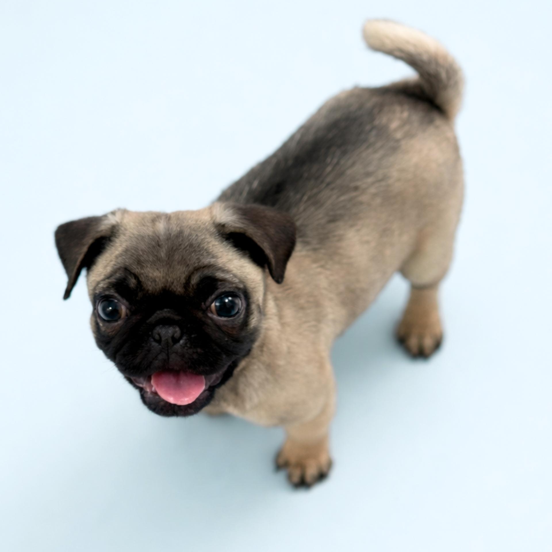 Miso, adopted, Puppy Female Pug.