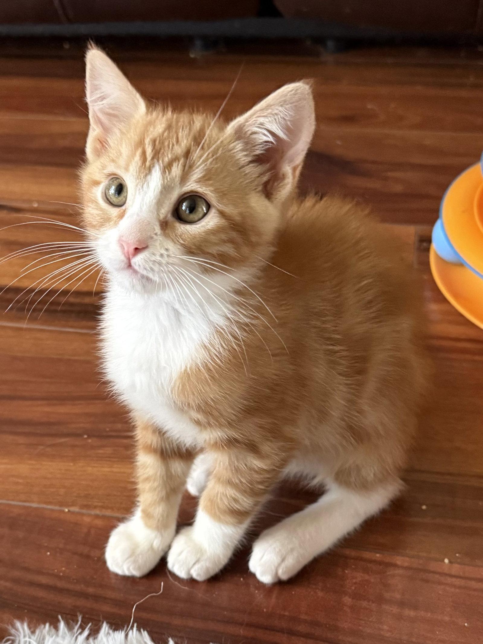 Enlarge Smokey (bonded with Cheddar), a Adopted Domestic Long Hair in Antioch, CA image 1/2