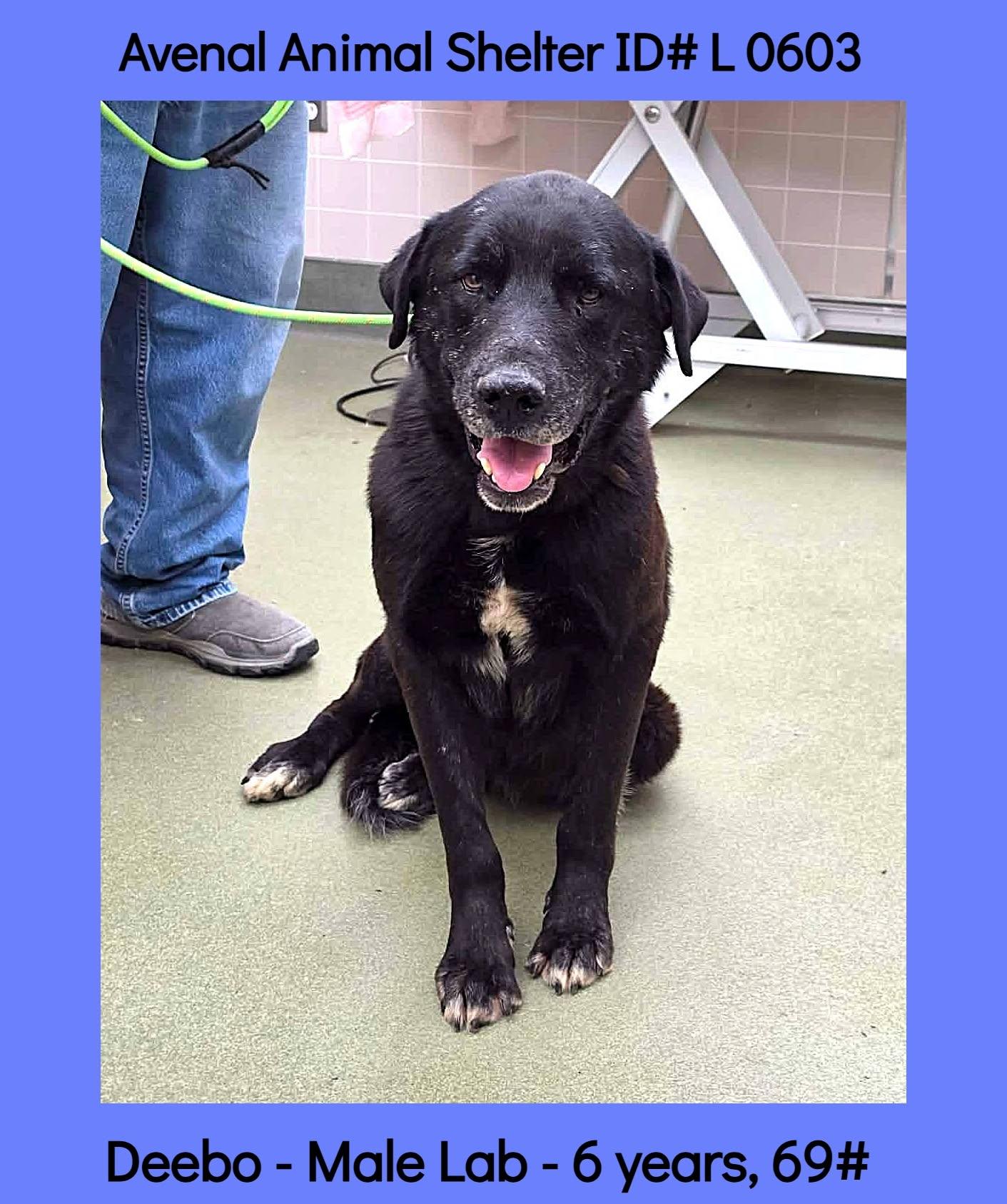 Deebo, ADOPTABLE, Adult Male Labrador Retriever.