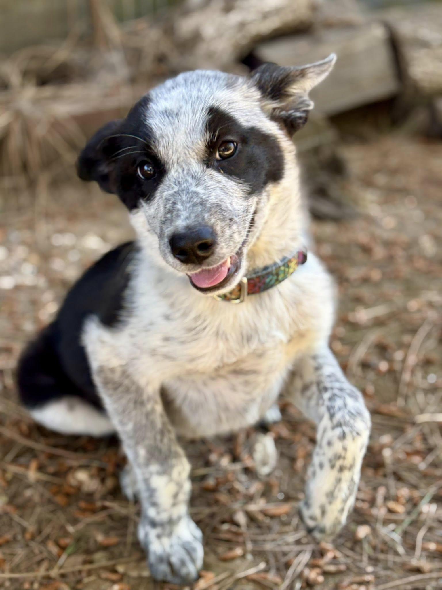 Enlarge Emie, a Adoptable Australian Cattle Dog / Blue Heeler in Paso Robles, CA image 1/3
