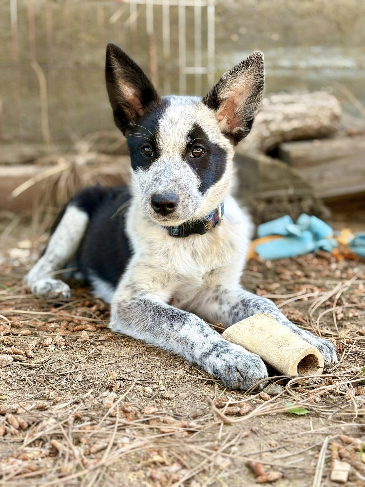 Enlarge Emie, a Adoptable Australian Cattle Dog / Blue Heeler in Paso Robles, CA image 2/3