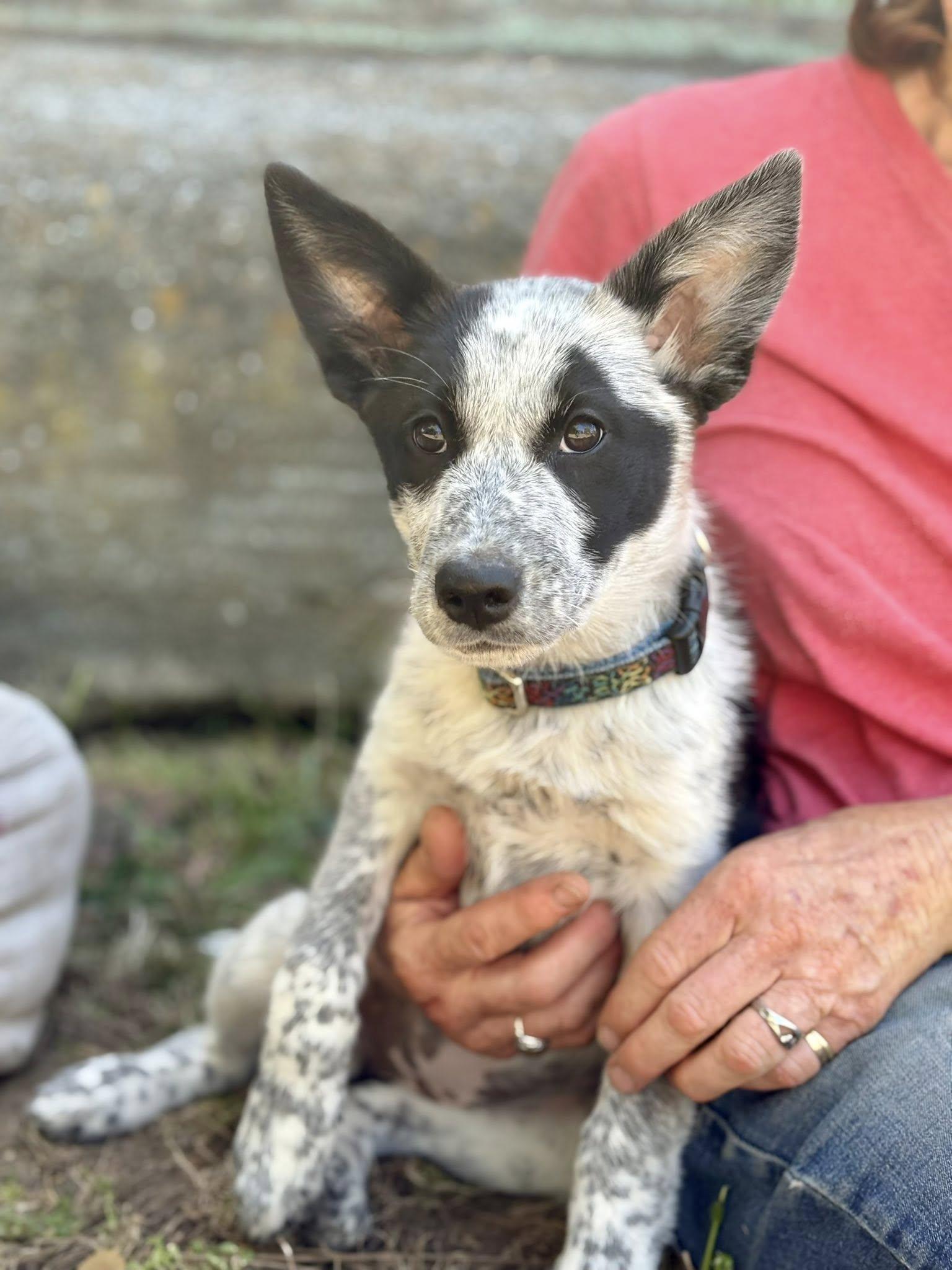 Enlarge Emie, a Adoptable Australian Cattle Dog / Blue Heeler in Paso Robles, CA image 3/3