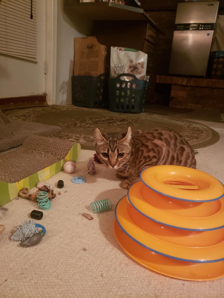 Enlarge Mia, an adoptable mixed breed in Hamilton, ON image 2/6