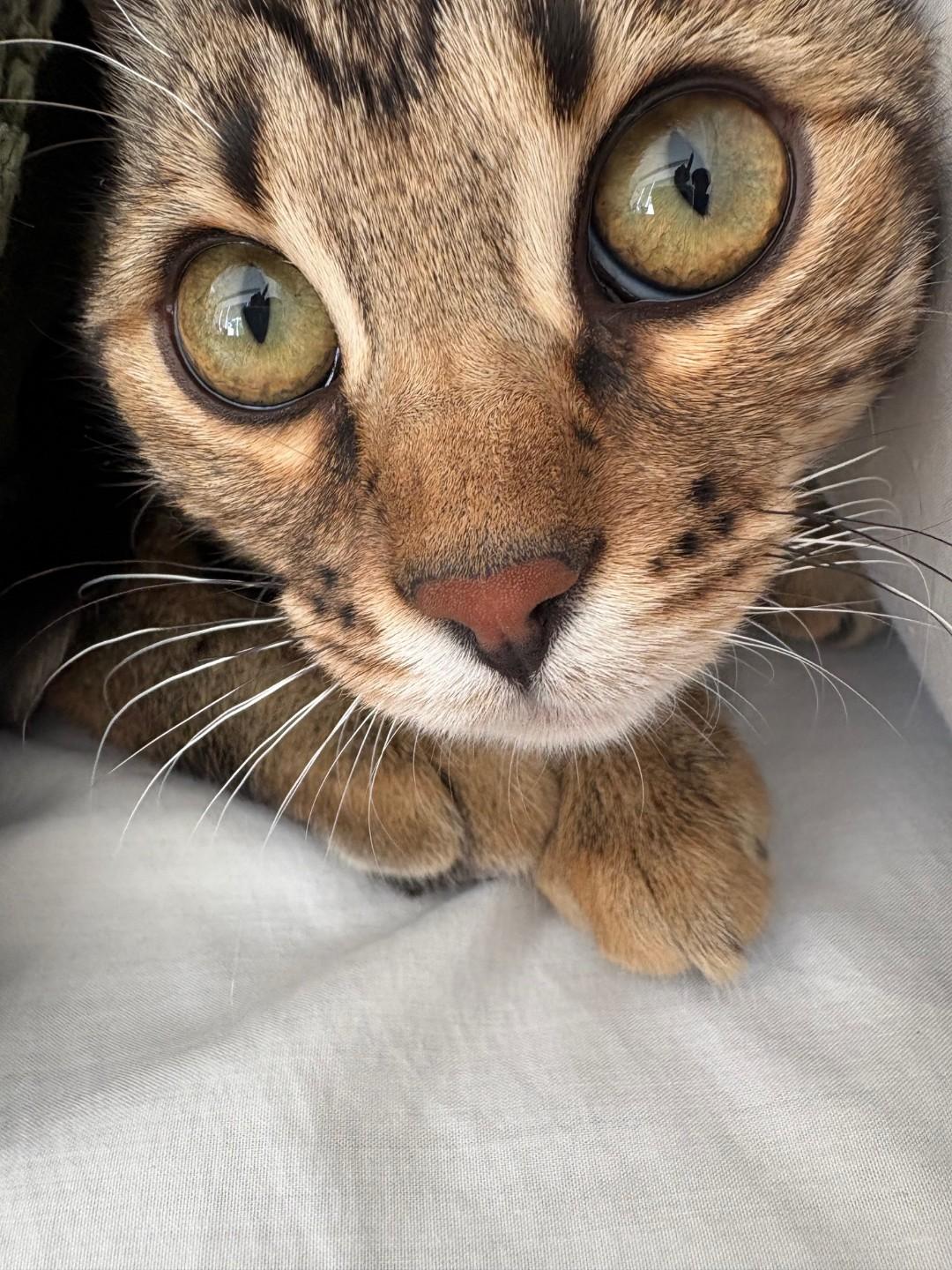 Enlarge Mia, an adoptable mixed breed in Hamilton, ON image 3/6