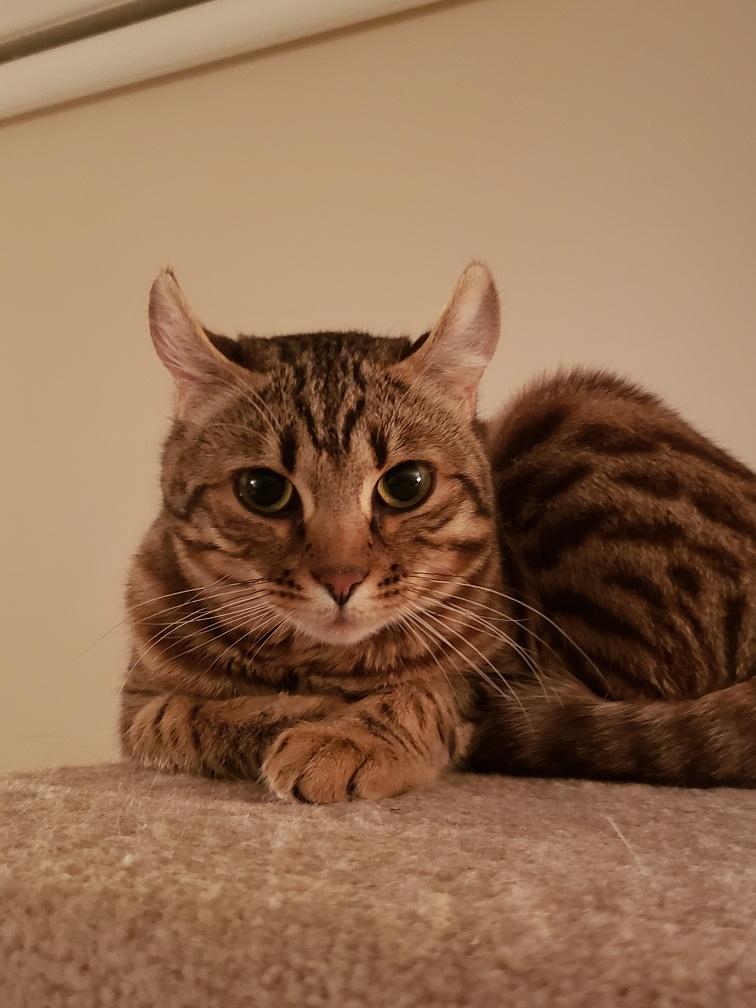 Mia, adoptable, Kitten Female Bengal.