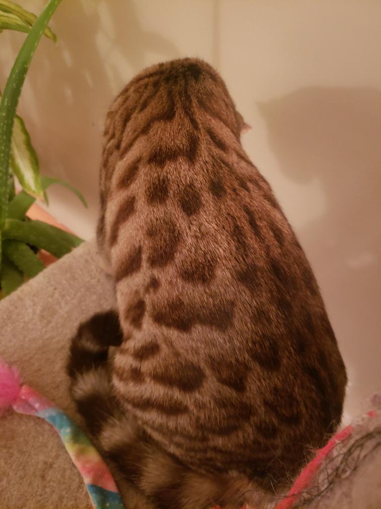 Enlarge Mia, an adopted mixed breed in Hamilton, ON image 3/6