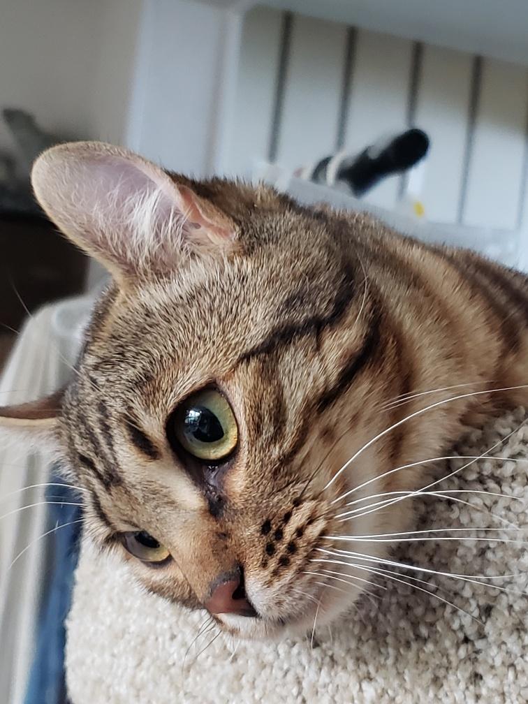 Enlarge Mia, an adopted mixed breed in Hamilton, ON image 6/6